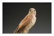 Vörös vércse (Falco tinnunculus)